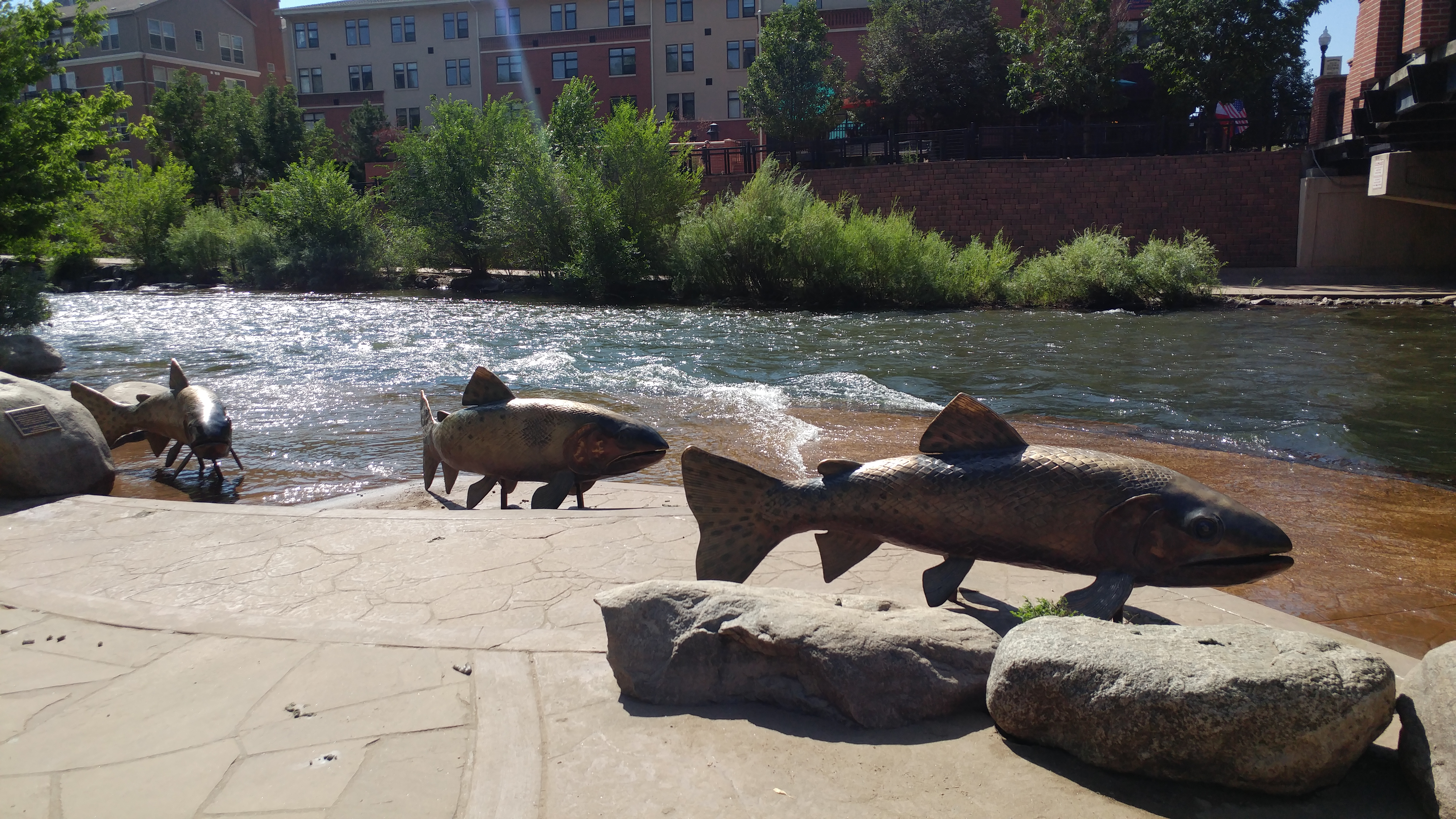 The fish just east of the Washington Avenue Bridge on Clear Creek in Golden. They would be in the water during the peak spring runoff.